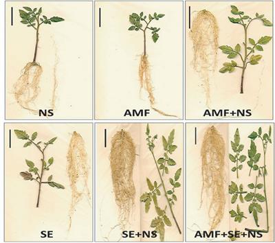 Physiological, Ecological, and Biochemical Implications in Tomato Plants of Two Plant Biostimulants: Arbuscular Mycorrhizal Fungi and Seaweed Extract